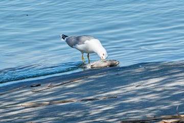 seagull eating dead chub fish