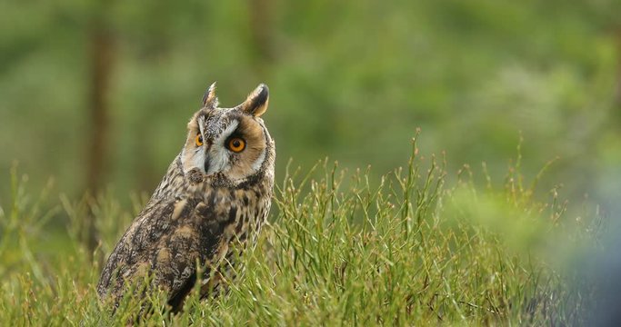 Long-eared Owl sitting in green vegetation in the fallen larch forest during dark day. Wildlife scene from the nature habitat.  Face portrait with orange eyes, Poland, Europe.