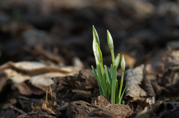 Wild budding flowers Galanthus nivalis also known as snowdrop in an early spring in a floodplain forest. Natural environment.