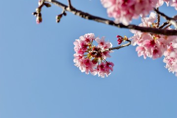 cherry blossoms on branches against blue sky