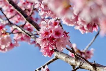 cherry blossoms on branches against blue sky