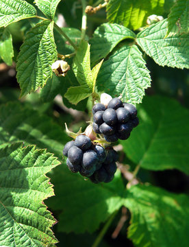 Rubus caesius or European dewberry
