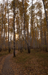 autumn in the forest