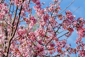 cherry blossoms on branches against blue sky