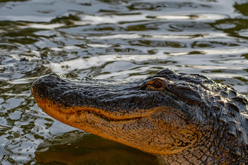 Fototapeta premium Close up of an alligator with his head out of the water