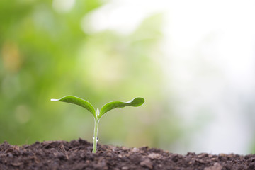 Young green plant growing