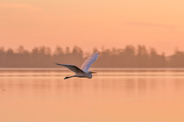 Fototapeta na wymiar Great white egret at dawn flying over the water