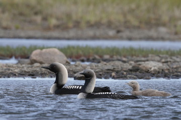 Pacific Loon or Pacific Diver with a young chick in arctic waters, near Arviat Nunavut, Canada © Sophia
