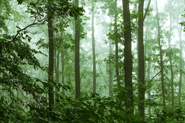 Mystic Forest. Misty morning in dense forest_