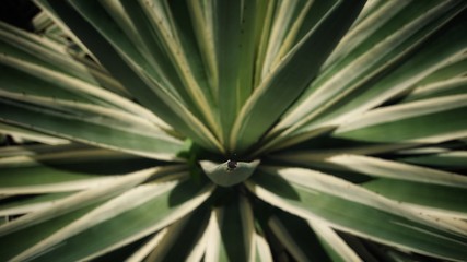 Fototapeta premium It's called the Agave Azul Tequilana. A plant local to Seychelles