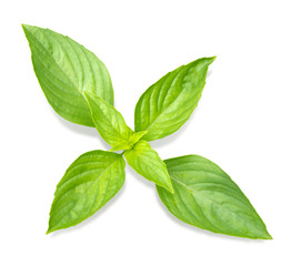 Sweet basil leaf on white background.