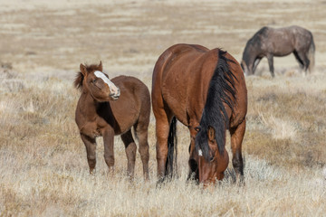 Wild Horses in the Utah Desert