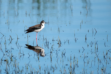 Black necked stilt in the shallow waters of a lake with a reflection 