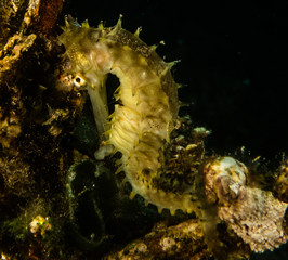 Sea ​​horse in the Red Sea Colorful and beautiful, Eilat Israel