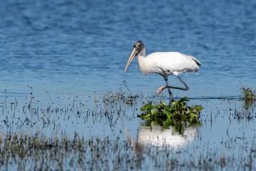 Wood stork in the shallow waters of a lake hunting for food 