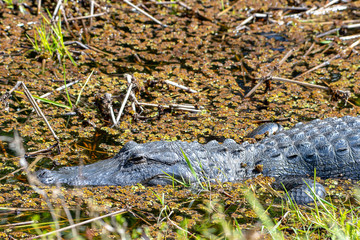 American alligator laying in wait for its next victim