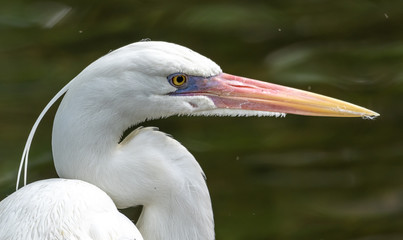 Great blue heron - white morph profile picture 