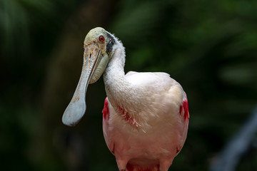 Fototapeta premium Spoonbill looking at me
