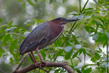 Green heron perched on a branch