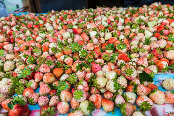 Fresh strawberry fruit harvest from farm