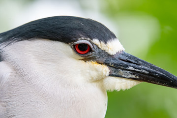 Close-up of a black crowned night heron