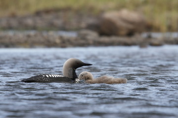 Young Pacific Loon or Pacific Diver with fish in mouth while adult Loon looks on, in arctic waters, near Arviat Nunavut, Canada