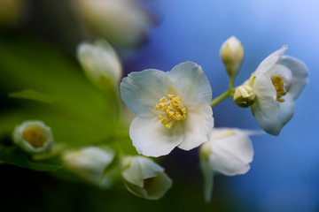 Flowering branch on the framed background. Chibushnik in bloom. Spring evening.
