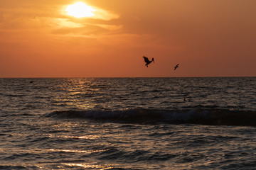 Sunset beach on the Gulf of Mexico with a silhouette of a pelican