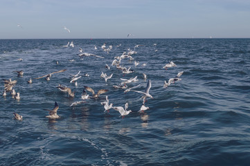 flying, diving, soaring and swimming seagulls
