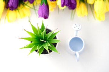 Beautiful bright tulips and watering cans as a concept of flower care.
