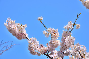 桜と空