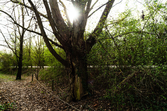 Sole dietro la quercia