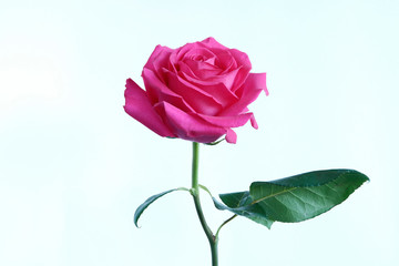 Rose on a light background. Red Rose. Holiday concept. Copy space.