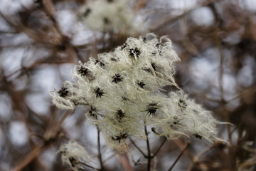 Seed heads of vitalba growing (old man’s beard) in a hedge on the sky background.