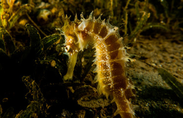 Sea ​​horse in the Red Sea Colorful and beautiful, Eilat Israel