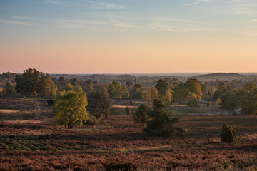 Landscape of Lueneburg Heath in sunlight, Germany