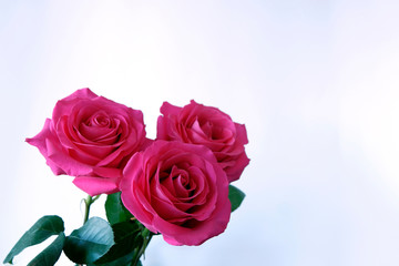 Roses on a light background. Three pink fresh flowers. Congratulation concept. Copy space.