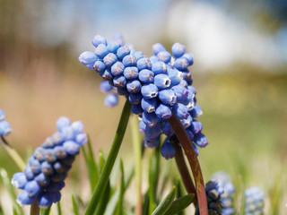 Muscari à grappe (Muscari neglectum)