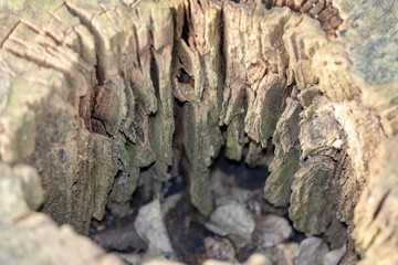 inside of tree stump with rough edges 