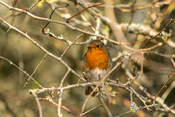 Close up of a Robin (Erithacus rubecula)