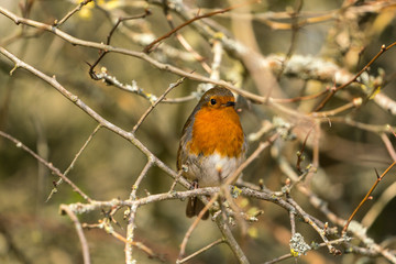 Close up of a Robin (Erithacus rubecula)
