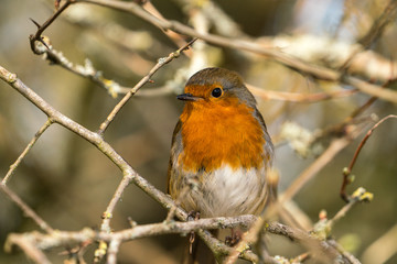 Close up of a Robin (Erithacus rubecula) perched on a branch three quarter profile looking to right