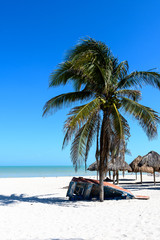 A boat under a palm tree on a beach in Progreso, Yucatan, Mexico 