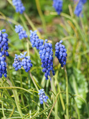 Muscari neglectum - Muscari à grappe aux fleurs de couleur bleu violet