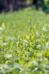 delicate new growth of green plants