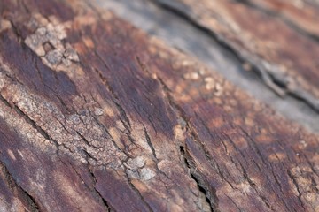 brown bark texture close up