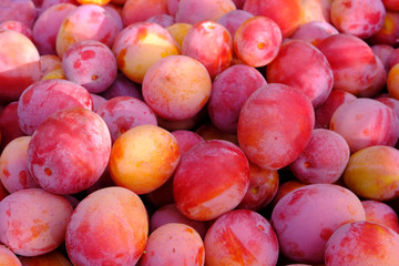 Ripe juicy plum close-up. Red plum in the garden. Gardening concept. Production of juices and fruit drinks. Harvest concept.