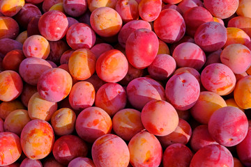 Yellow Plum Harvest in a Wicker Basket in the Garden