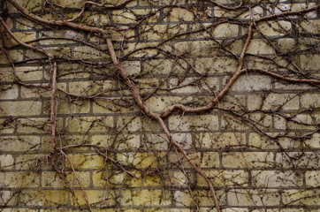 Clambering creeper on a yellow brick wall