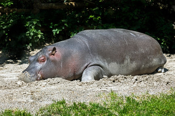 Young hippopotamus. Latin name - Hippopotamus amphibius	